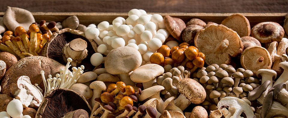 Mindent a gombákról