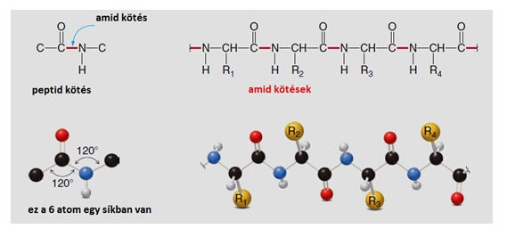 A fehérjék kémiai felépítése