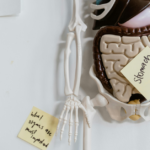 A bélrendszer helyreállítása – Az egészséges emésztés alapjai